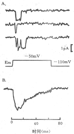 ��ѹ�ſ�Na+ͨ����ĤƬǯ��¼A��