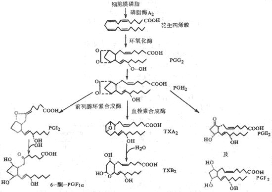 ѪС��ǰ��������Ѫ˨�صĺϳ�