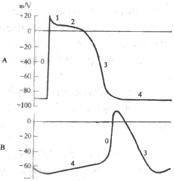 ���Ҽ���A����񼷿�ᣨB��ϸ����Ĥ��λ�ıȽ�