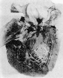 �Ǽ���ϸ��������Ĥ��