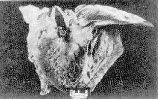 ����ϸ��������Ĥ��