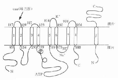 ǿ��߰��ѹ���ݻ�����Ӱ��